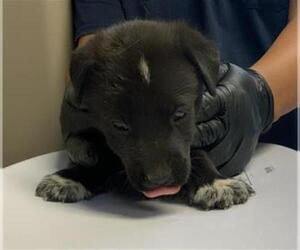Border Collie-Unknown Mix Dogs for adoption in Visalia, CA, USA