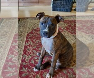 Medium Photo #1 American Staffordshire Terrier-Unknown Mix Puppy For Sale in Sheboygan, WI, USA