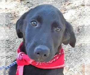 Shepradors Dogs for adoption in Wakefield, RI, USA