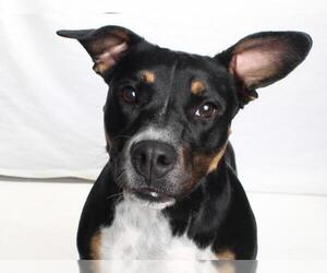 Bull Terrier-Staffordshire Bull Terrier Mix Dogs for adoption in Burbank, CA, USA