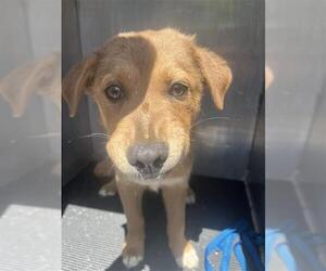 Labrador Retriever-Unknown Mix Dogs for adoption in San Antonio, TX, USA