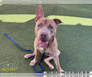 American Pit Bull Terrier Dogs for adoption in West Palm Beach, FL, USA