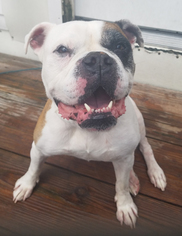 Bulldog Dogs for adoption in Shaftsbury, VT, USA