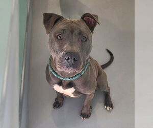 Mutt Dogs for adoption in Lake City, MI, USA