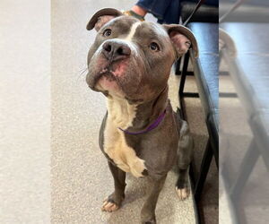 Staffordshire Bull Terrier-Unknown Mix Dogs for adoption in Louisville, KY, USA