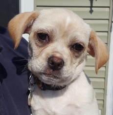 Medium Photo #1 Pug-Shih Tzu Mix Puppy For Sale in Pawtucket, RI, USA