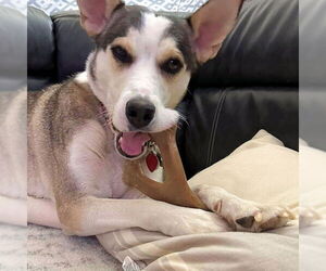 Siberian Husky-Unknown Mix Dogs for adoption in Omaha, NE, USA