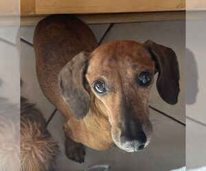 Dachshund Dogs for adoption in St. Louis Park, MN, USA