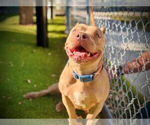 American Pit Bull Terrier-Bulldog Mix Dogs for adoption in Orlando, FL, USA