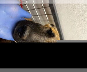 German Shepherd Dog Dogs for adoption in HESPERIA, CA, USA