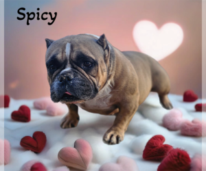 Bulldog Dogs for adoption in Phelan, CA, USA