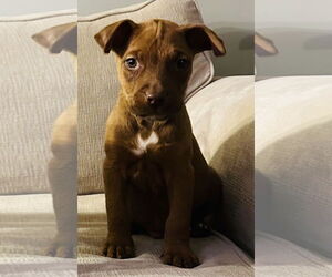 Mutt Dogs for adoption in Germantown, OH, USA