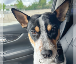 Rat Terrier Dogs for adoption in San Ramon, CA, USA