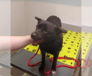 Labrador Retriever-Pembroke Welsh Corgi Mix Dogs for adoption in Coventry, CT, USA