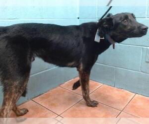 German Shepherd Dog-Unknown Mix Dogs for adoption in Downey, CA, USA