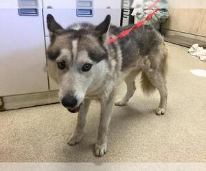 Siberian Husky Dogs for adoption in Riverside, CA, USA