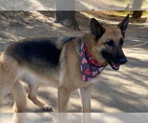 German Shepherd Dog Dogs for adoption in Newport Beach, CA, USA