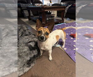 Chihuahua-Unknown Mix Dogs for adoption in Brewster, NY, USA