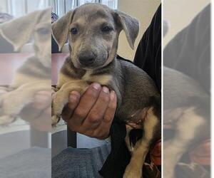 Mutt Dogs for adoption in San Antonio, TX, USA