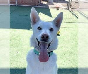 Siberian Husky-Unknown Mix Dogs for adoption in Redlands, CA, USA