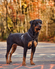 Rottweiler Dogs for adoption in Shamokin, PA, USA