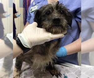 Mutt Dogs for adoption in Riverside, CA, USA