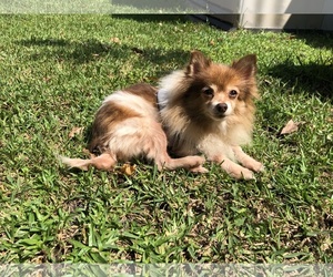 Pomeranian Dogs for adoption in Jacksonville, FL, USA