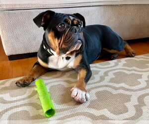 Bulldog Dogs for adoption in San Diego, CA, USA