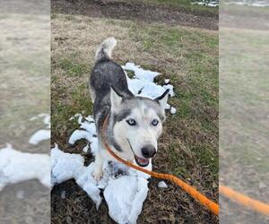 Siberian Husky Dogs for adoption in Louisville, KY, USA