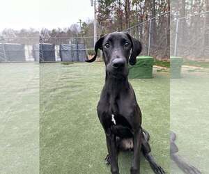 Great Dane Dogs for adoption in Huntersville, NC, USA