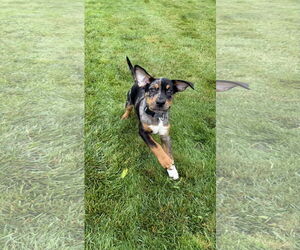 Mutt Dogs for adoption in Duluth, MN, USA