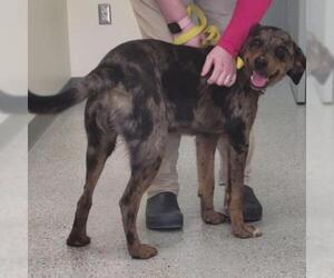 Catahoula Leopard Dog Dogs for adoption in Galax, VA, USA