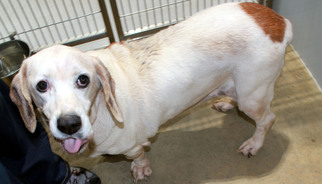 Bagle Hound Dogs for adoption in Cologne, NJ, USA