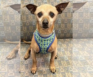 Chihuahua-Unknown Mix Dogs for adoption in San Leandro, CA, USA