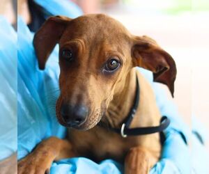 Labrador Retriever-Unknown Mix Dogs for adoption in San Antonio, TX, USA
