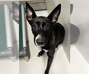 Labrador Retriever-Unknown Mix Dogs for adoption in Forestville, MD, USA