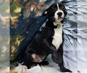 American Pit Bull Terrier-Unknown Mix Dogs for adoption in Wetumpka, AL, USA