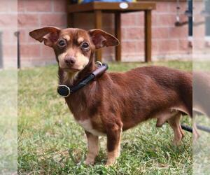 Chihuahua-Unknown Mix Dogs for adoption in San Antonio, TX, USA