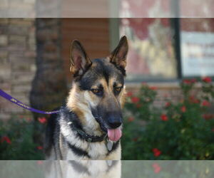 German Shepherd Dog Dogs for adoption in Modesto, CA, USA