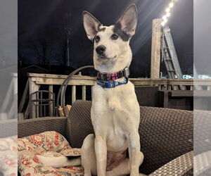 Siberian Husky-Unknown Mix Dogs for adoption in Omaha, NE, USA