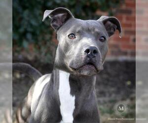 American Pit Bull Terrier Dogs for adoption in St Louis, MO, USA