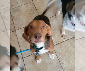 Beagle Dogs for adoption in Las Vegas, NV, USA