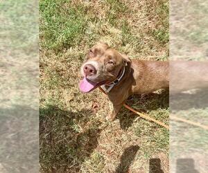 American Pit Bull Terrier Dogs for adoption in Louisville, KY, USA