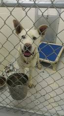 American Pit Bull Terrier-German Shepherd Dog Mix Dogs for adoption in Mt. Gilead, OH, USA