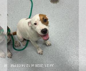 American Pit Bull Terrier Dogs for adoption in Ocala, FL, USA