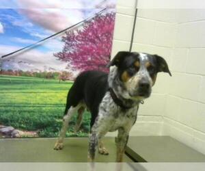 Bluetick Coonhound Dogs for adoption in Moreno Valley, CA, USA