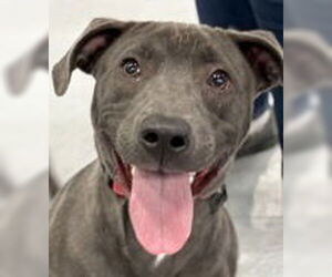 American Pit Bull Terrier-Unknown Mix Dogs for adoption in Evansville, IN, USA
