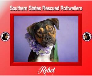Boxweiler Dogs for adoption in White Hall, AR, USA