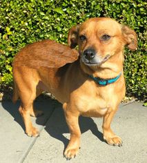 Dachshund Dogs for adoption in Campbell, CA, USA