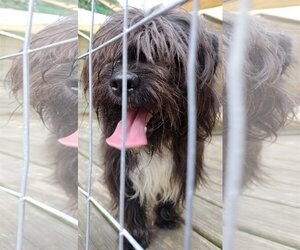 Shih Tzu-Unknown Mix Dogs for adoption in Baileyton, AL, USA